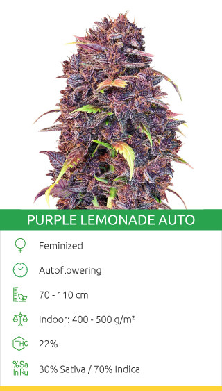 Purple Lemonade Auto fem