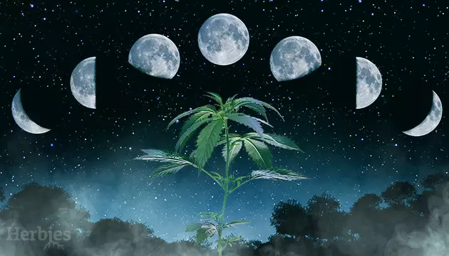 Mondkalender 2025 für den Cannabisanbau