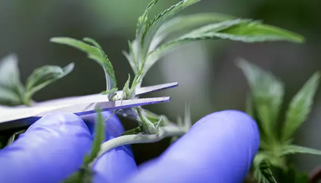 fim Cannabis