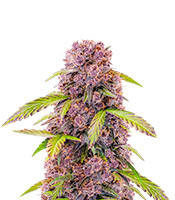 Lemon Cherry Cookies Auto feminisierte Samen zu verkaufen Lemon Cherry Cookies Auto (Fast Buds)