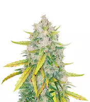 LSD Cannabis-Samen Kaufen LSD (Barney's Farm)