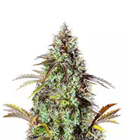Original Big Bud Auto Cannabis-Samen Kaufen Original Big Bud Auto (Fast Buds)