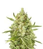 Super Lemon Haze Cannabis-Samen Kaufen Super Lemon Haze (GHS)