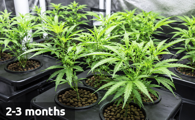 how long does it take to grow a weed plant
