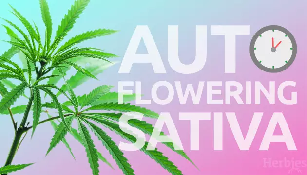 Die besten autoflowering Sativa-Samen