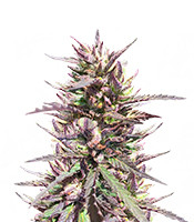 CBD Terra Italia (Female Seeds) Cannabis-Samen CBD Terra Italia (Female Seeds)