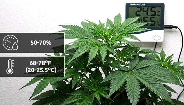 Marihuana vegetatives Stadium