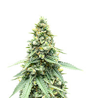 Gorilla Cookies Fast Flowering (Fast Buds) Cannabis-Samen zu verkaufen Gorilla Cookies Fast Flowering (Fast Buds)