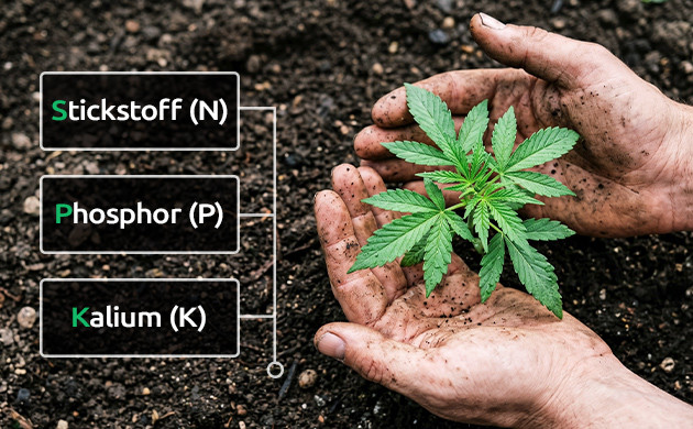 weed fertilizer