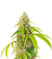 Kaufe OG Kush Fast Version Samen feminisiert von EGS OG Kush Fast Version (EGS)