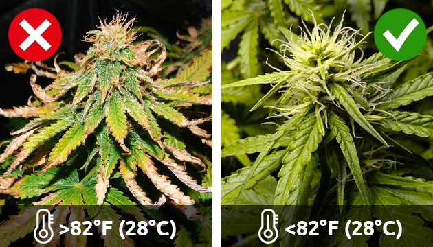 Probleme mit Cannabisblättern
