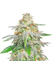 Banana Sherbet Cannabis-Samen Kaufen Banana Sherbet (Original Sensible Seeds)