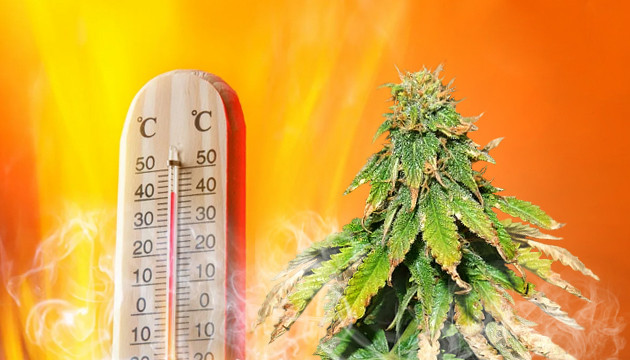 Cannabis-Temperatur
