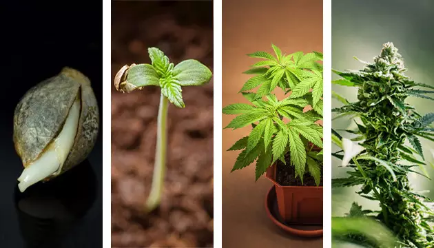Was ist das vegetative Stadium von Marihuana? wie lange vom Sämling bis vegetativ