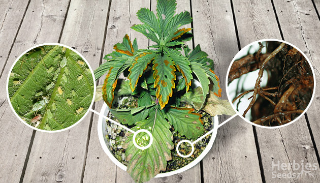 Probleme mit Marihuana-Pflanzen