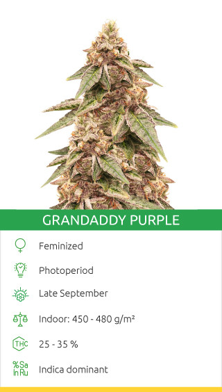 Grandaddy Purple Sorte