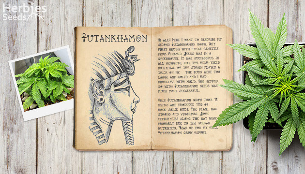 Anbaubericht zu Tutankhamon