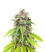 Kaufe Bruce Banner # Samen feminisiert von AlphaFem Seeds Bruce Banner # (AlphaFem Seeds)