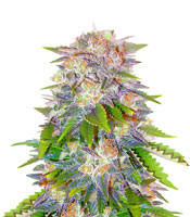 Caramelo Early Version (Delicious Seeds) Cannabis-Samen Caramelo Early Version (Delicious Seeds)
