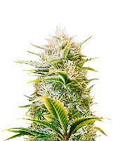 Feminisierte Samen von Gorilla Girl XL Auto zu verkaufen Gorilla Girl XL Auto (Sweet Seeds)