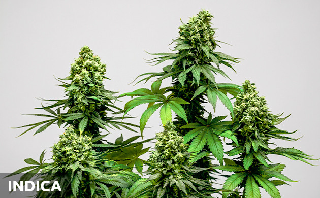 indica vs sativa plant