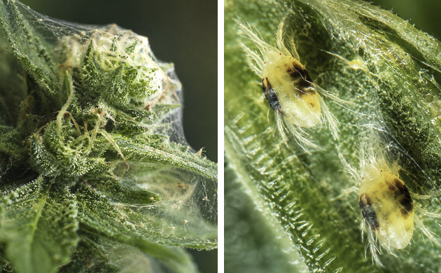 cannabis leaf issues