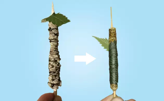 Thai Stick Schimmel