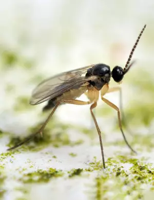 Fungus gnat how to get rid of fungus gnats cannabis