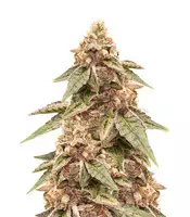 Grandaddy Purple (BlimBurn Seeds) Cannabis-Samen zu verkaufen Grandaddy Purple (BlimBurn Seeds)