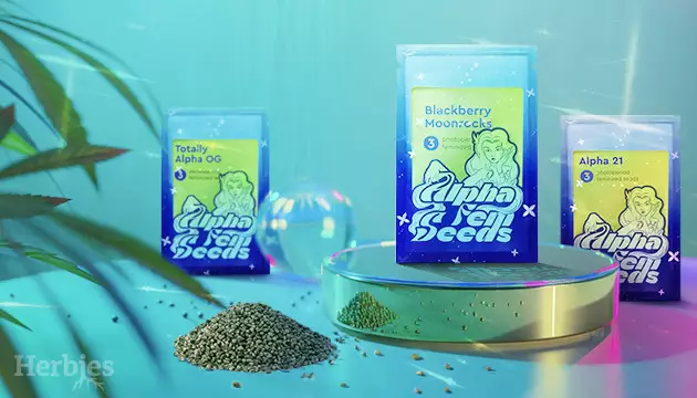 herbies heißt alphafem seeds willkommen