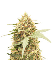 Orange Apricot Glue XL Auto feminisierte Samen zu verkaufen Orange Apricot Glue XL Auto (Sweet Seeds)