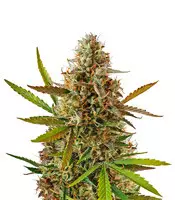 Blueberry Glue Auto (Glueberry Auto) (Expert Seeds) Cannabis-Samen zu verkaufen Blueberry Glue Auto (Glueberry Auto) (Expert Seeds)