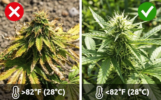 cannabis leaf problems