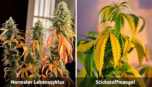 Cannabis gelbe Blätter