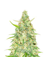 Red Strawberry Banana Auto feminisierte Samen zu verkaufen Red Strawberry Banana Auto (Sweet Seeds)