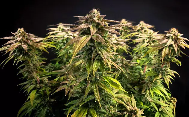 Granddaddy Purple anbauen