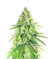Kaufe Glue Sherbert Samen feminisiert von AlphaFem Seeds Glue Sherbert (AlphaFem Seeds)