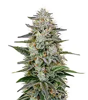 Hawaiian Snow (Green House Seeds)