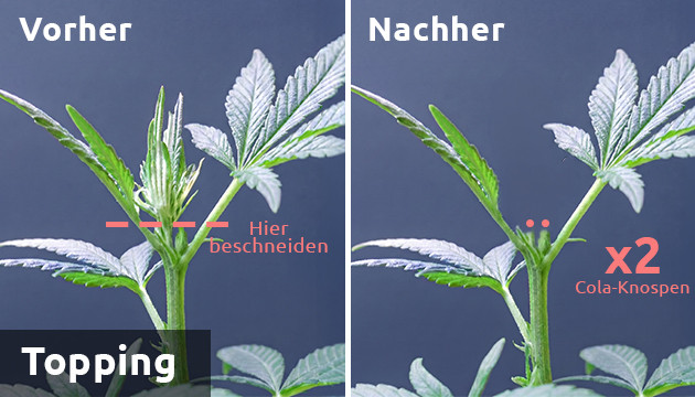 Topping Unkraut lst Marihuana