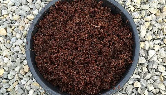 Anbau von Cannabis in Kokos