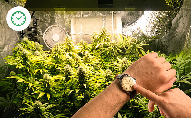 Lichtplan für Cannabis-Sämlinge