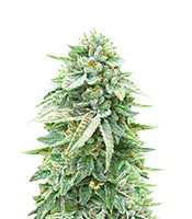 Kaufe Dozy Doz Samen feminisiert von AlphaFem Seeds Dozy Doz (AlphaFem Seeds)