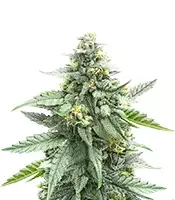 Skystomper 2.0 Auto feminisierte Samen zu verkaufen Skystomper 2.0 Auto (Mephisto Genetics)