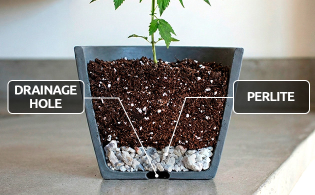 Bewässerungsplan für Cannabis