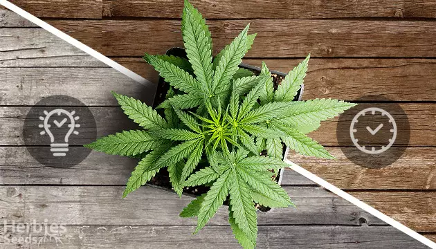 Autoflower vs Photoperiode