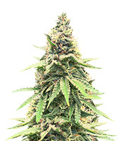Kaufe Critical Amnesia Samen feminisiert von AlphaFem Seeds Critical Amnesia (AlphaFem Seeds)