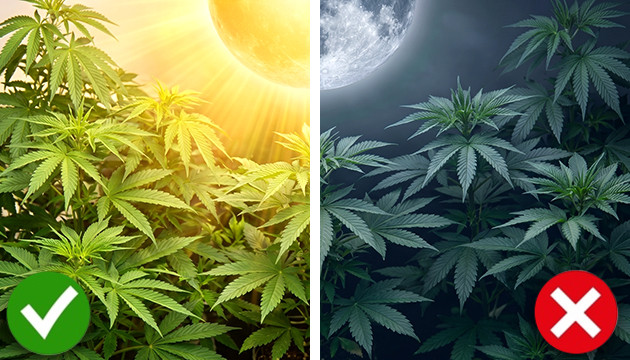 wann man CO2 während der Blüte stoppt