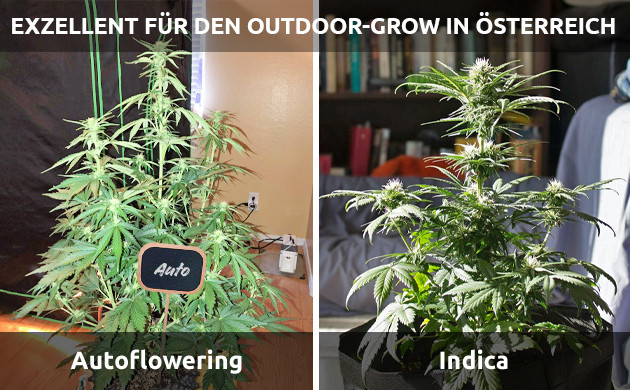Optimaler Anbau von Cannabis im österreichischen Klima