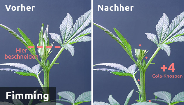 FIM Cannabis stressarme Trainingsanlagen