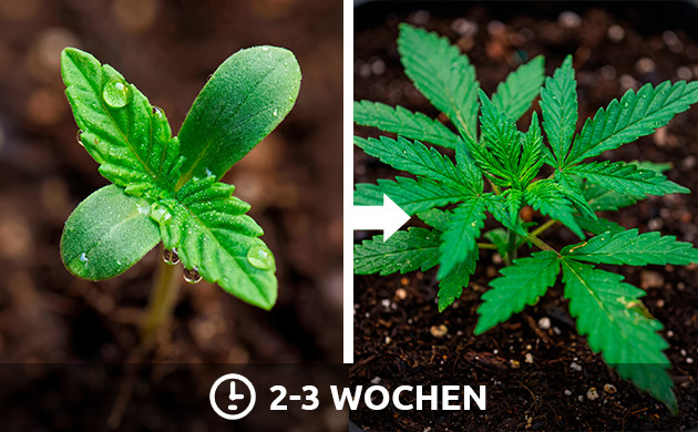 Indoor Cannabis Licht Zeitplan